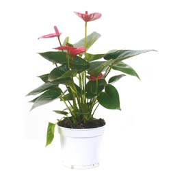 anthurium rosea - c12